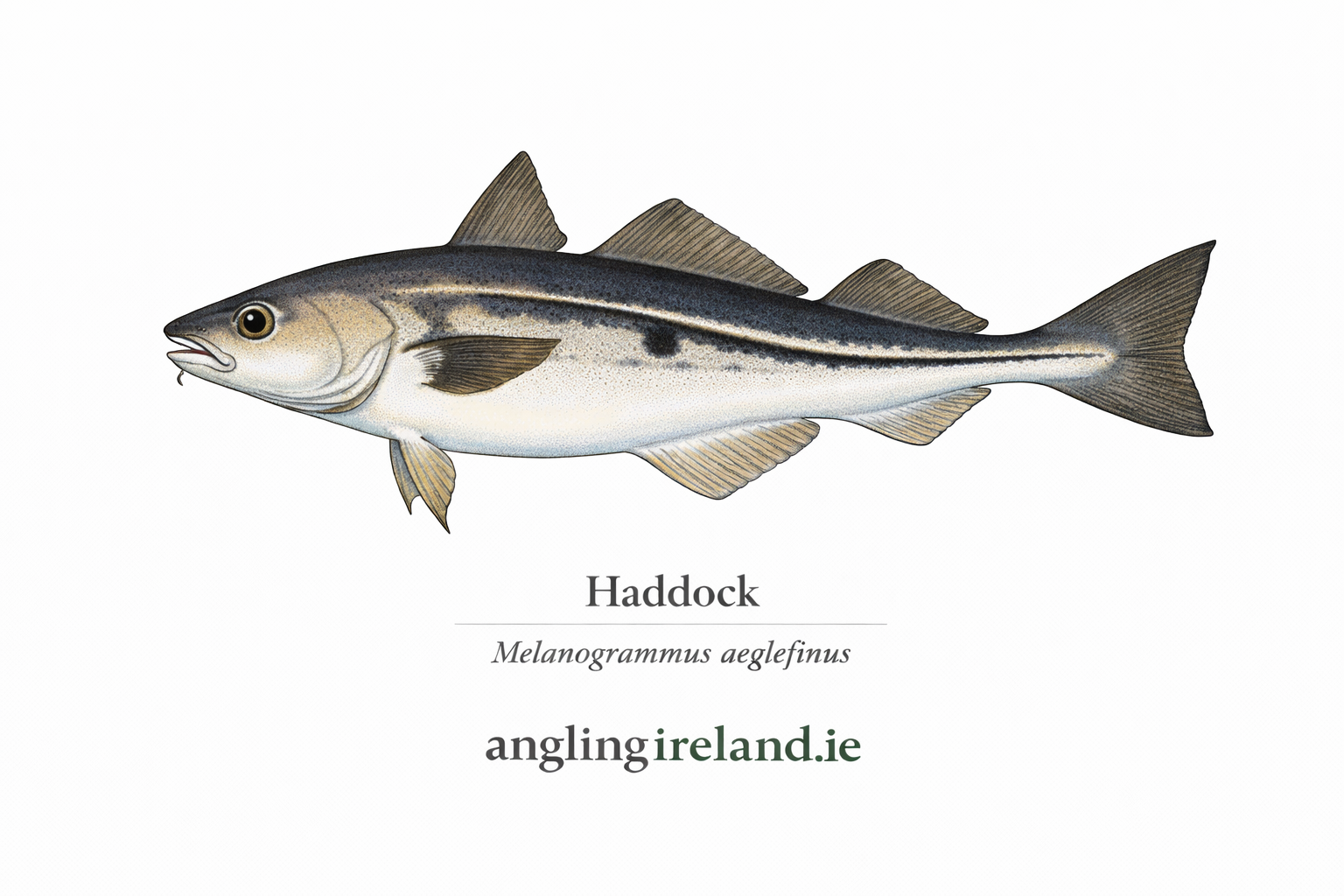 Haddock - Irish Sea Fish Species