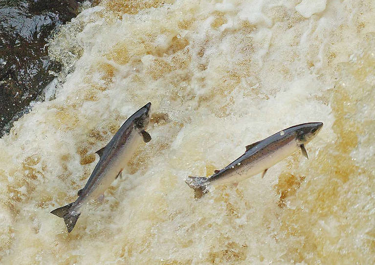 Inland Fisheries Ireland Criticised For Paying Almost €60,000 For Communications Training