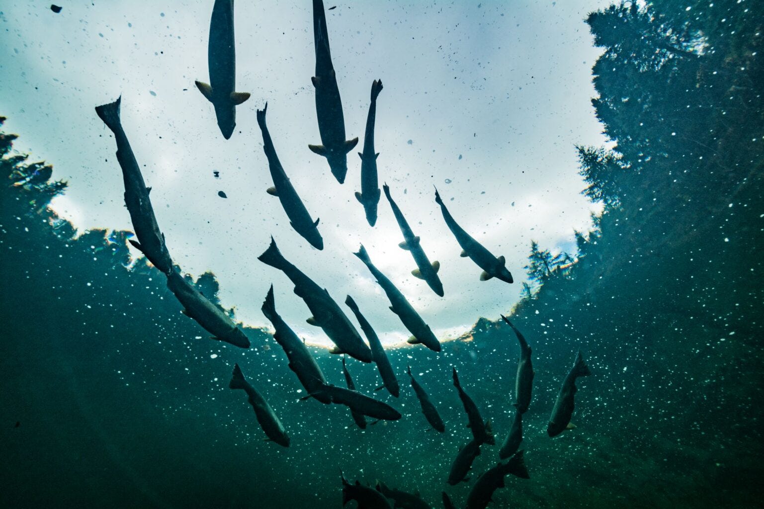 Salmon Stressor Analysis Ireland + NASCO on Salmon Crisis Levels | Latest Salmon Watch Ireland Newsletter