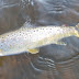 Doubling up under the Dry Fly. Early season Dry Dropper on The Blackwater Co Cork.