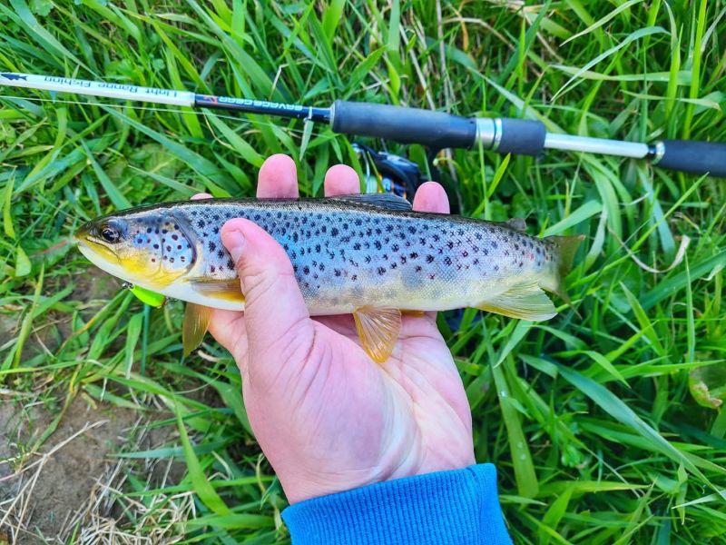 Brown Trout (River) - Photo by David Ogilvie