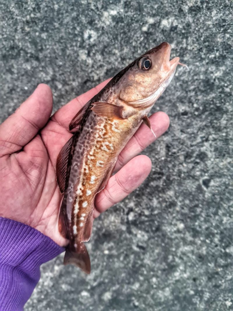 Cod - Photo by David Ogilvie