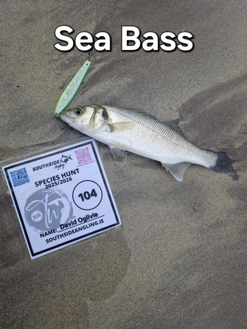 Bass by David Ogilvie