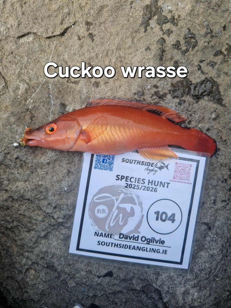 Cuckoo Wrasse - Photo by David Ogilvie