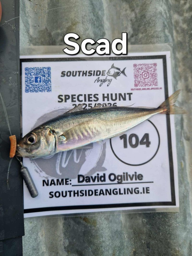 Horse Mackerel by David Ogilvie