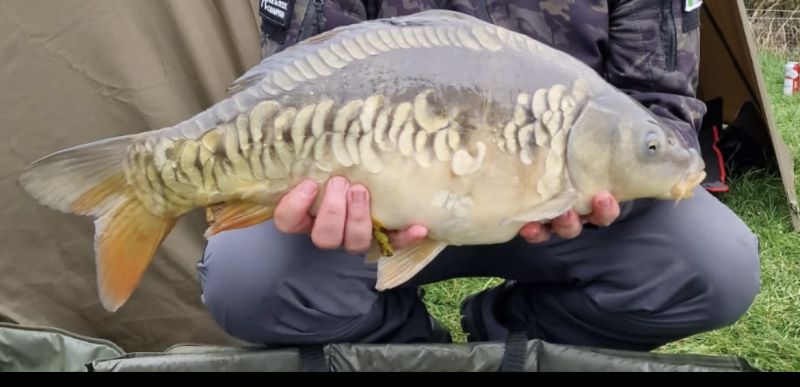 Carp (Linear) - Photo by Mark Lennon