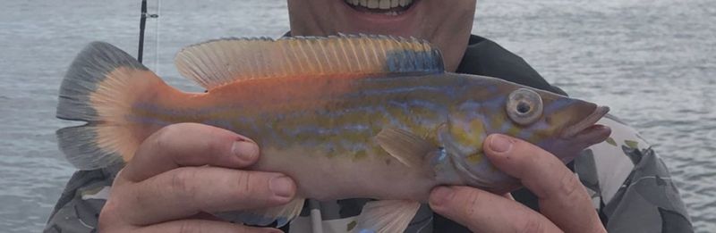 Cuckoo Wrasse - Photo by Mark Lennon