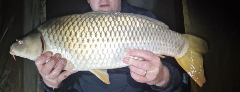 Carp - Photo by Mark Lennon