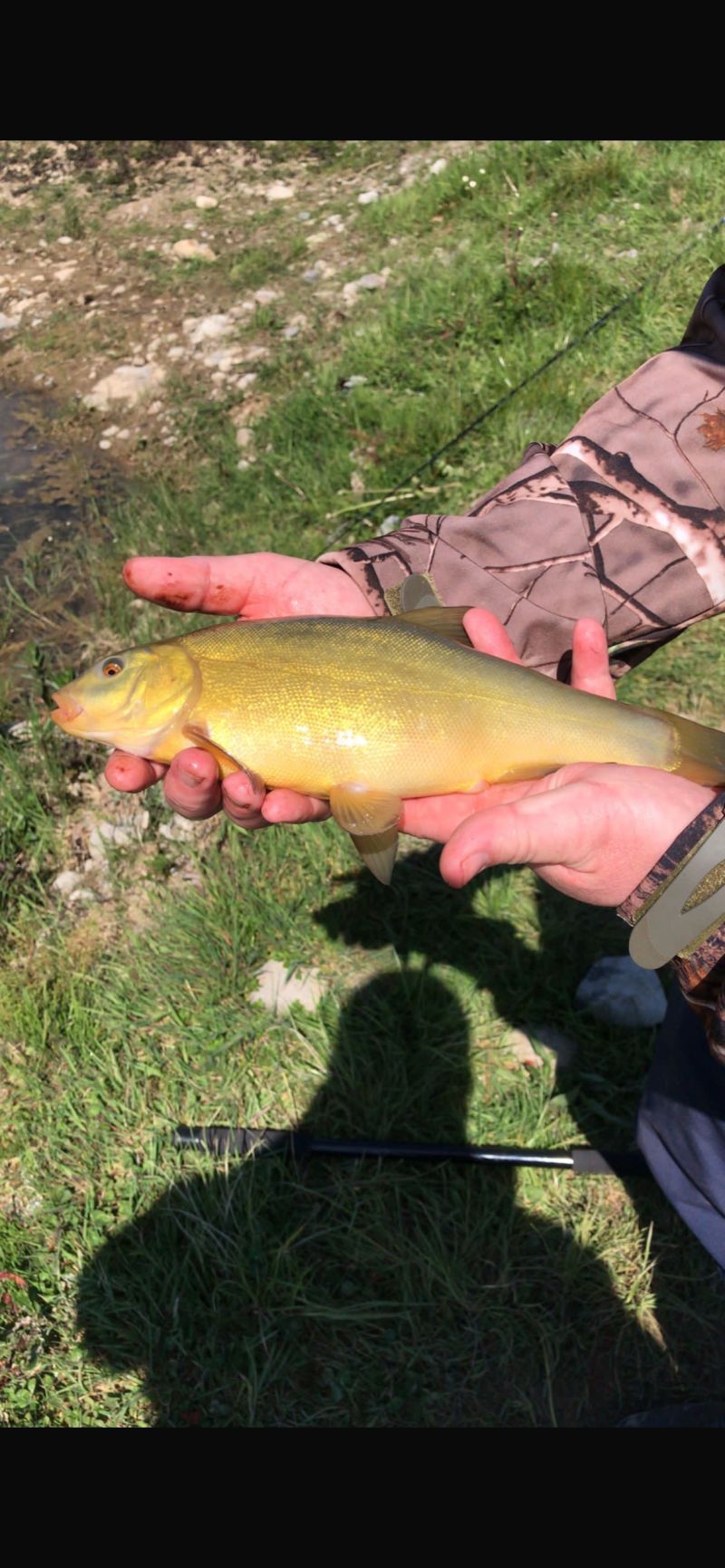Tench - Photo by Mark Lennon