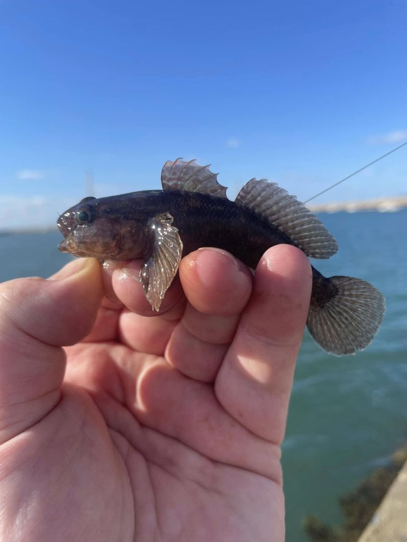 Black Goby - Photo by Patrick Ryan