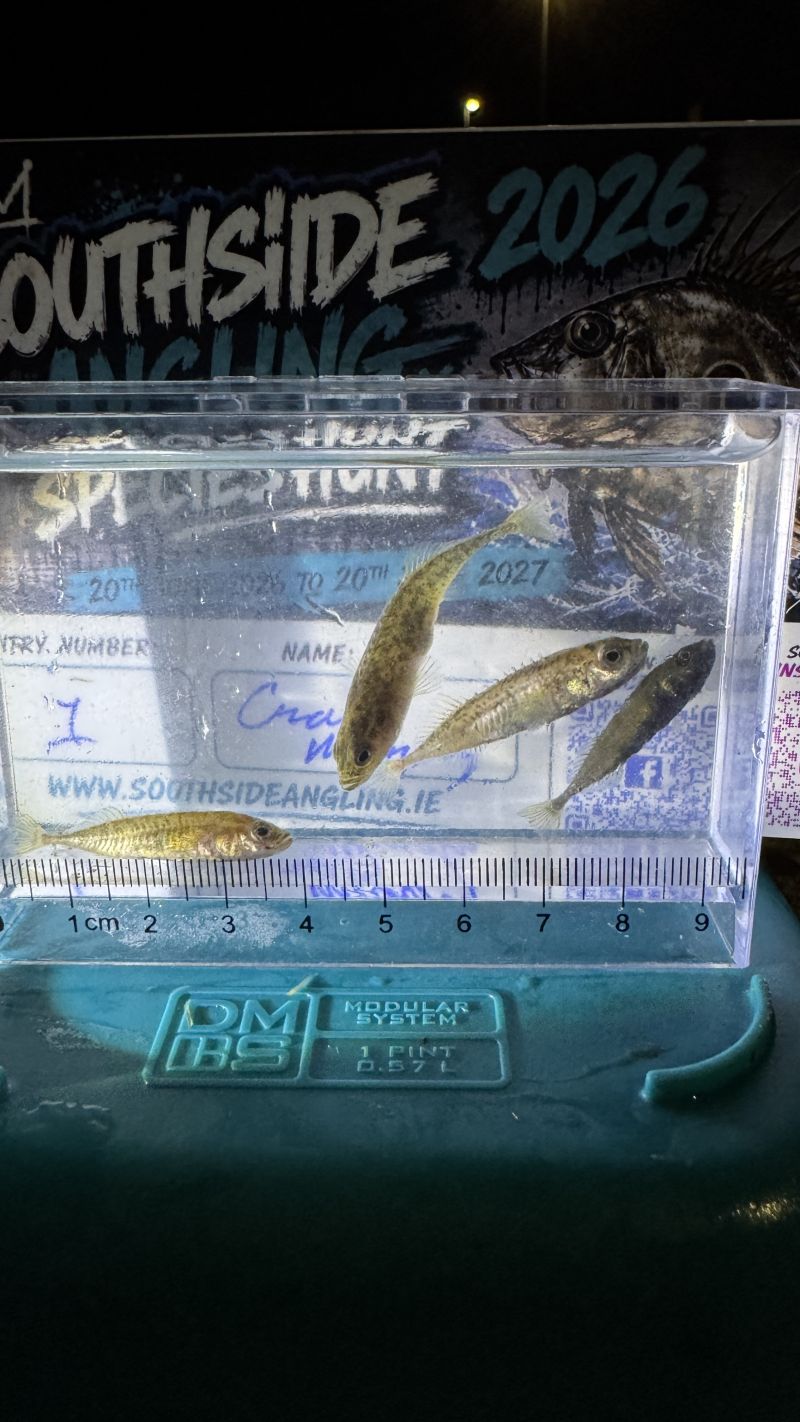 Nine-spined Stickleback - Photo by Craig Murphy